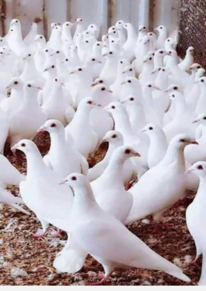 Yarım asırlık güvercin sevdası
