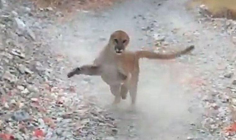 Korku dolu anlar! Yürüyüş yaparken peşine puma takıldı
